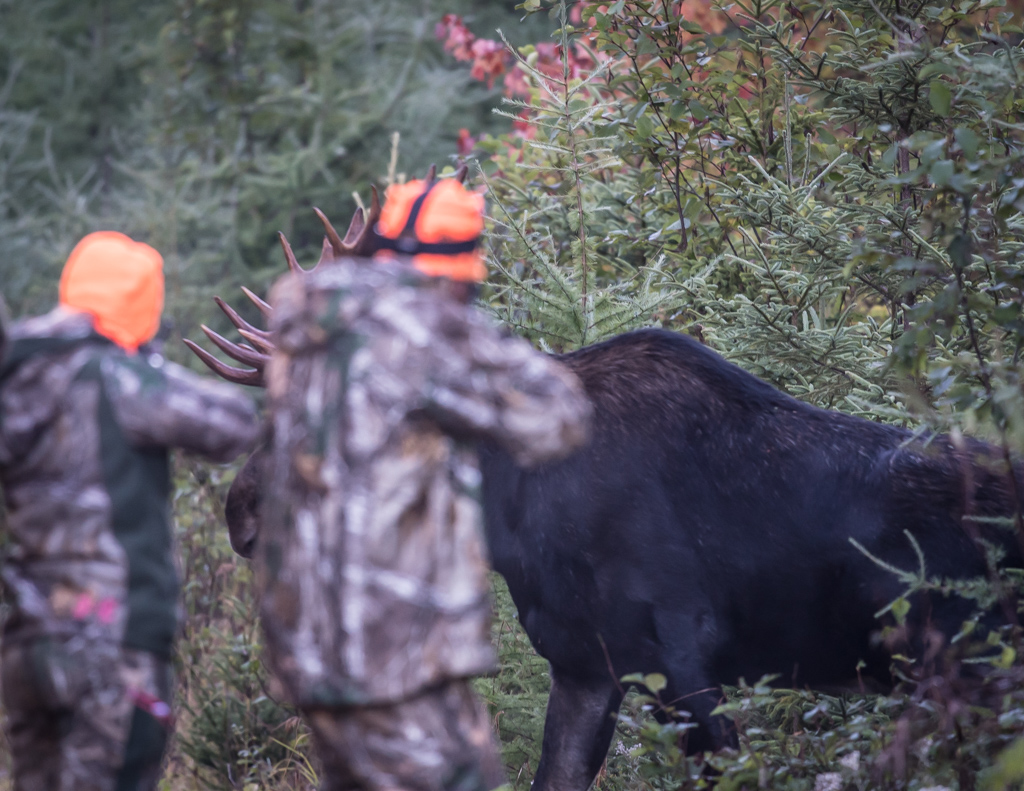 Maine Moose Hunting Outfitter And Guide Wmd 124511