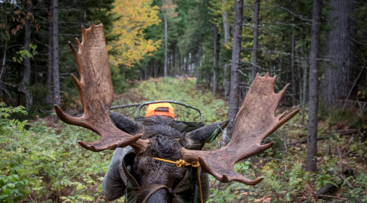 Maine Moose Hunting Outfitter & Guide, WMD 1,2,4,5,11