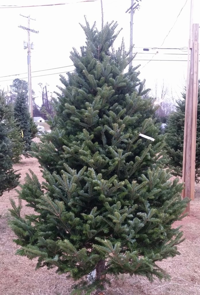 balsam fir trees, Lynchburg Canoe the Wild
