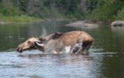 Allagash River Canoe Trips, Family Friendly, Best Moose Viewing Trip, 4 ...