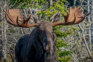 Large Maine Trophy Bull Moose