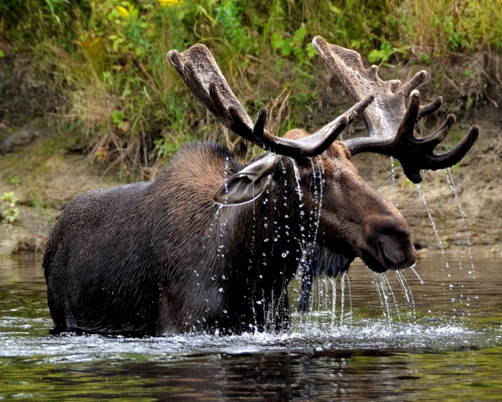 moose watching tours in vermont