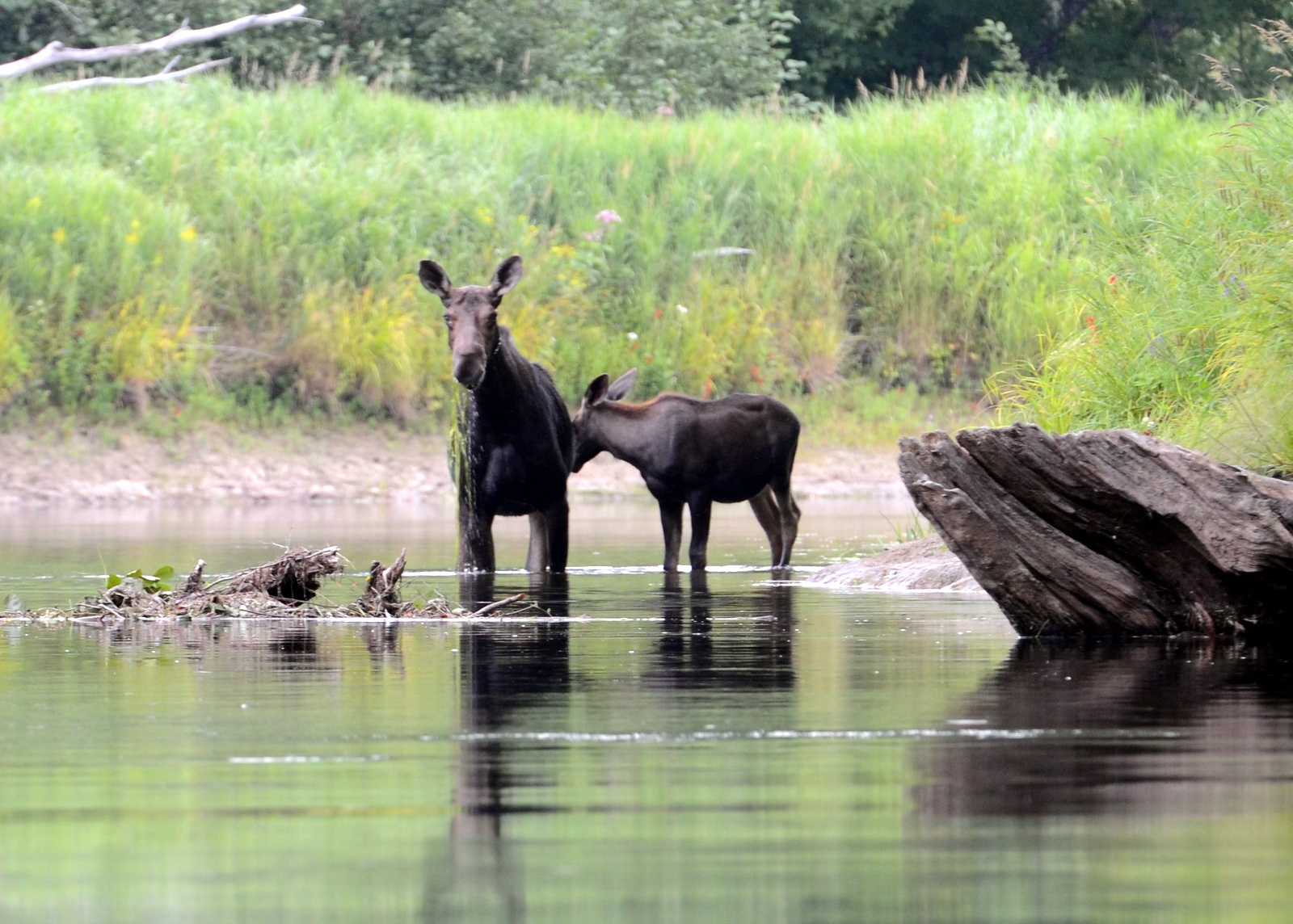 Best Moose Viewing Tours in Maine, Allagash, West Branch ...