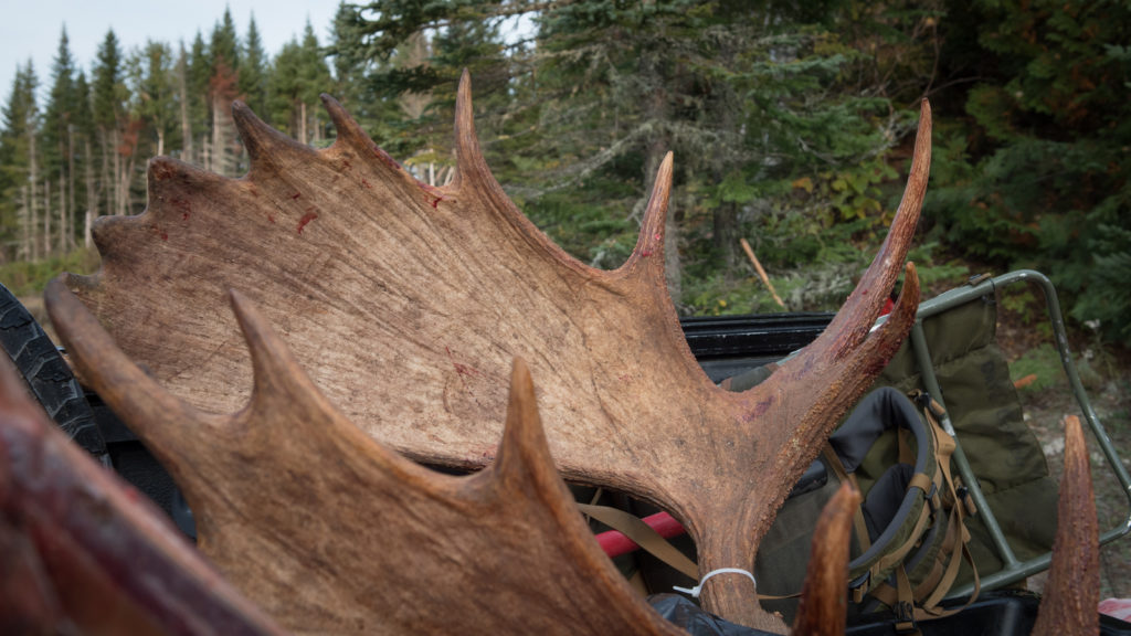 Nice Maine moose rack Canoe the Wild