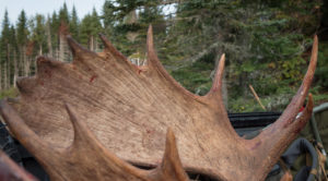 Guided Maine moose hunts