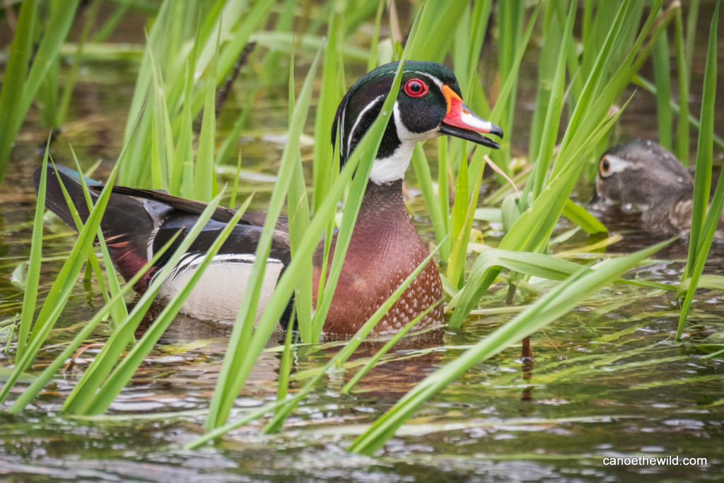 Male Wood Duck, Maine wildlife, Birding Canoe the Wild