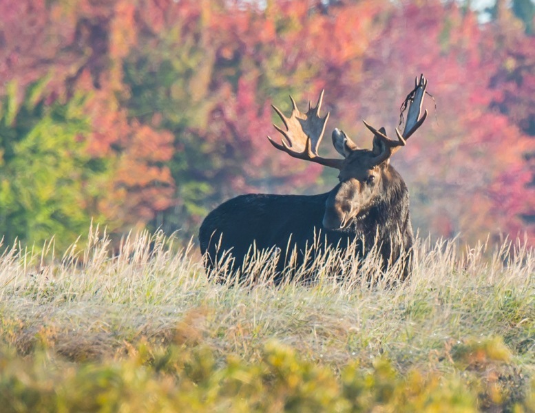 Best Moose Viewing Tours in Maine, Allagash, West Branch ...