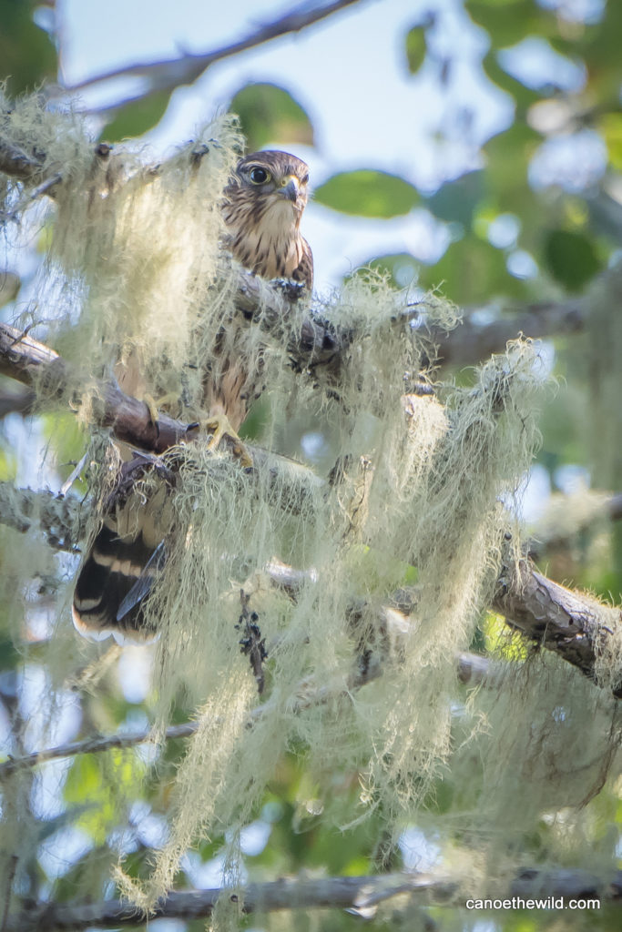 Birds of prey, Allagash canoe trips - Canoe the Wild