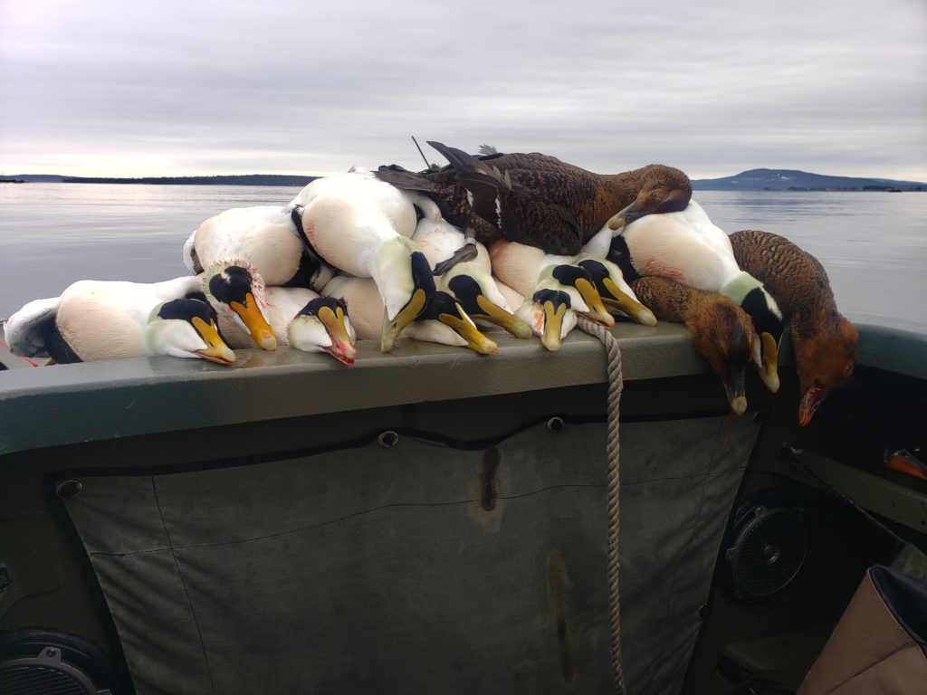 Maine seas duck hunting, Common Eiders Canoe the Wild