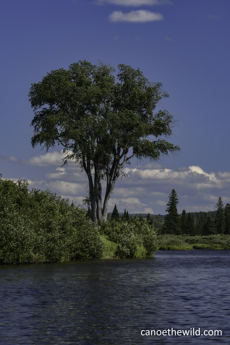 Elm Near Round Pond Allagash Canoe The Wild   12 Allagash Iconic Elm 