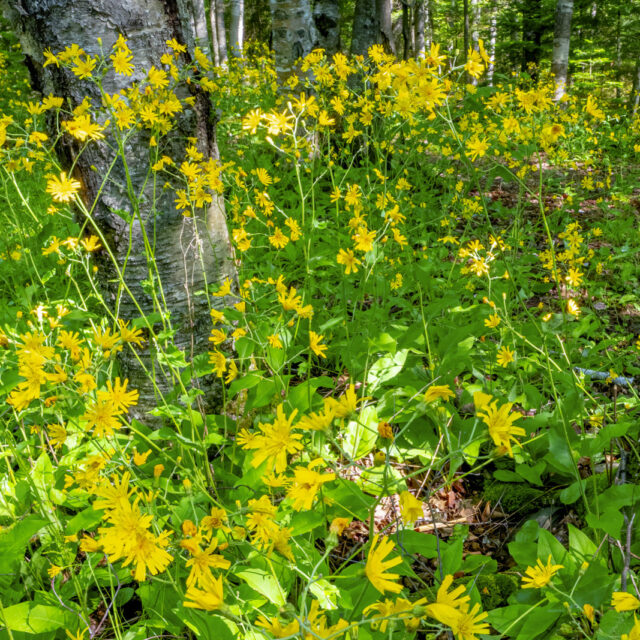 6 Day Allagash Trip, July 14-19, 2022