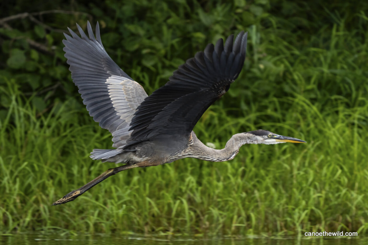 Great Blue Heron Canoe the Wild