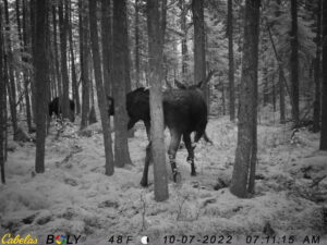 maine moose game camera