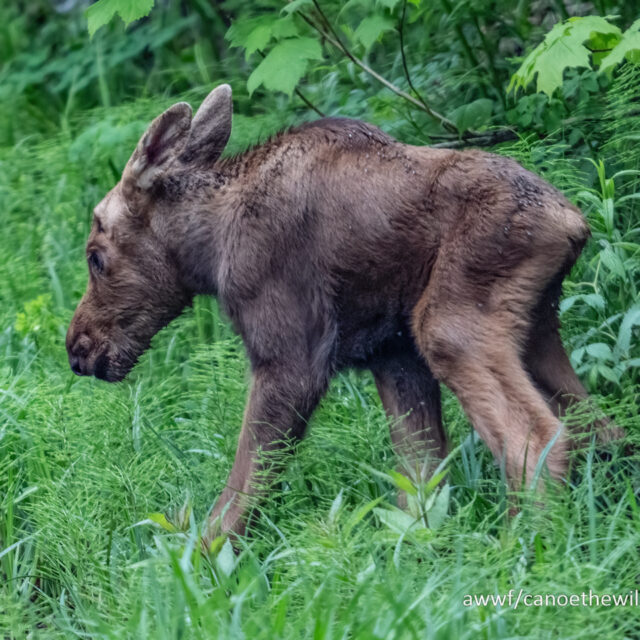 AWWF Youth on the Allagash Program, May 28- June 1, 2024