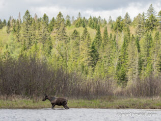 Canoe the wild guided tour Allagash 8