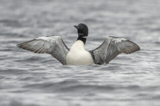allagash-loon-wings-Edit