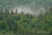 allagash-misty-in-trees-Edit