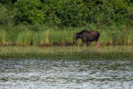 cow-moose-allagash-wilderness-waterway